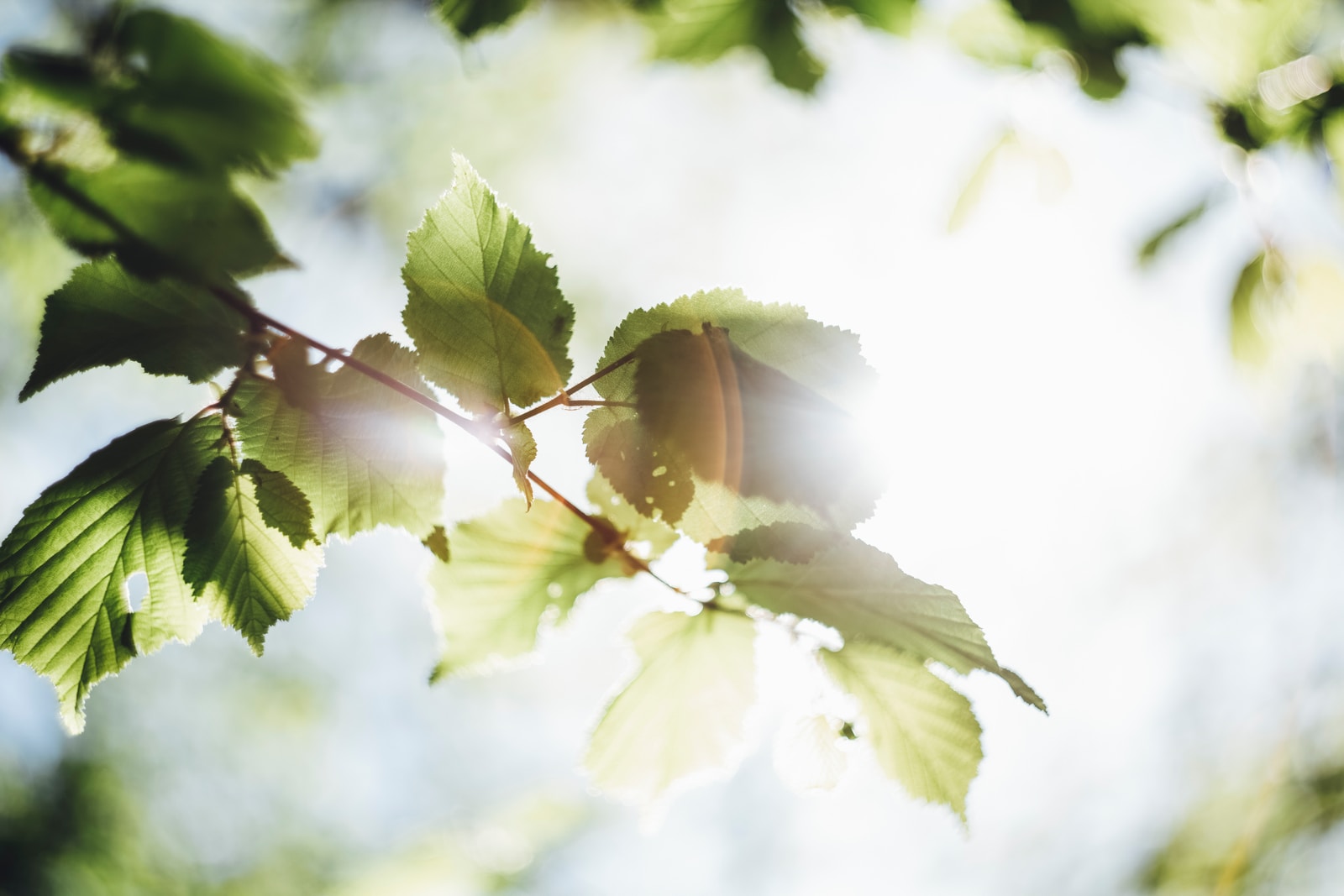 green-leafed tree