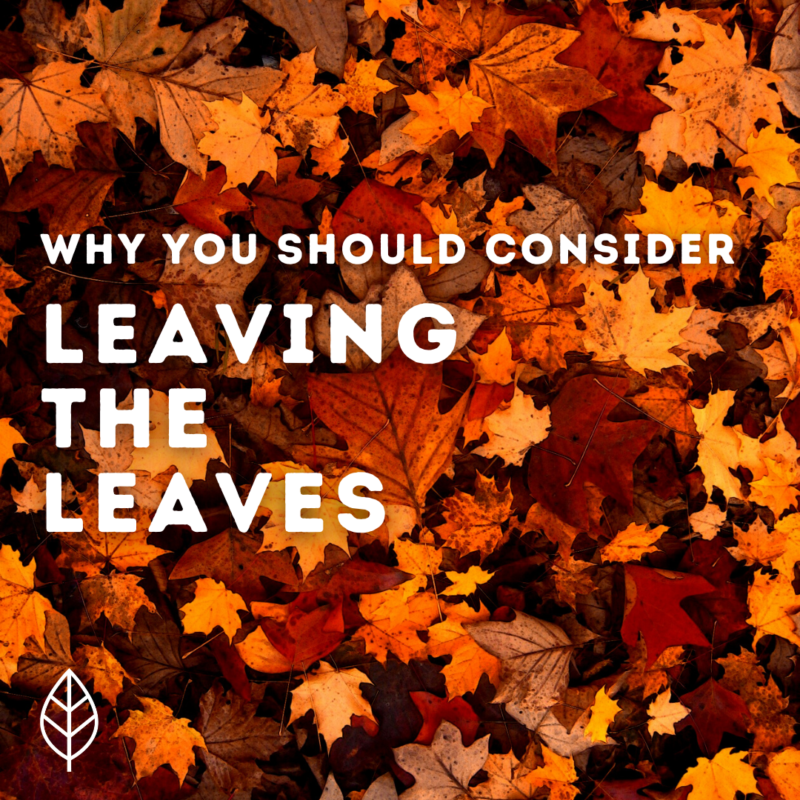 Why You Should Consider “leaving The Leaves” Sustainable Westport 9868